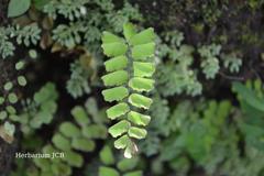 Adiantum philippense